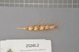 Click for 1 image(s) for this accession. Spike